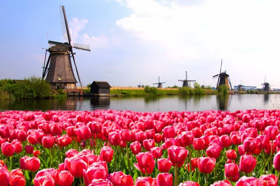 vibrant-pink-tulips-with-dutch-windmills-along-a-canal-netherlands