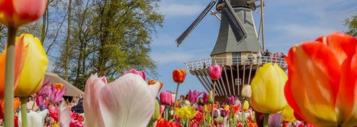 Tulpenblüte Holland