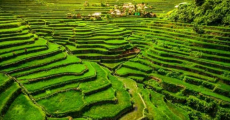 Philippinen Reisfelder