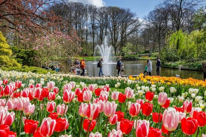 Tulpenblüte Holland Keukenhof Angebot