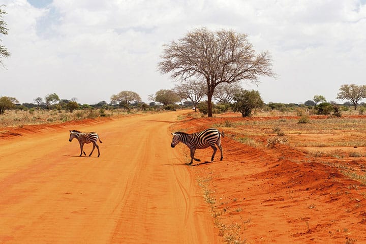 Safari Kenia Angebot